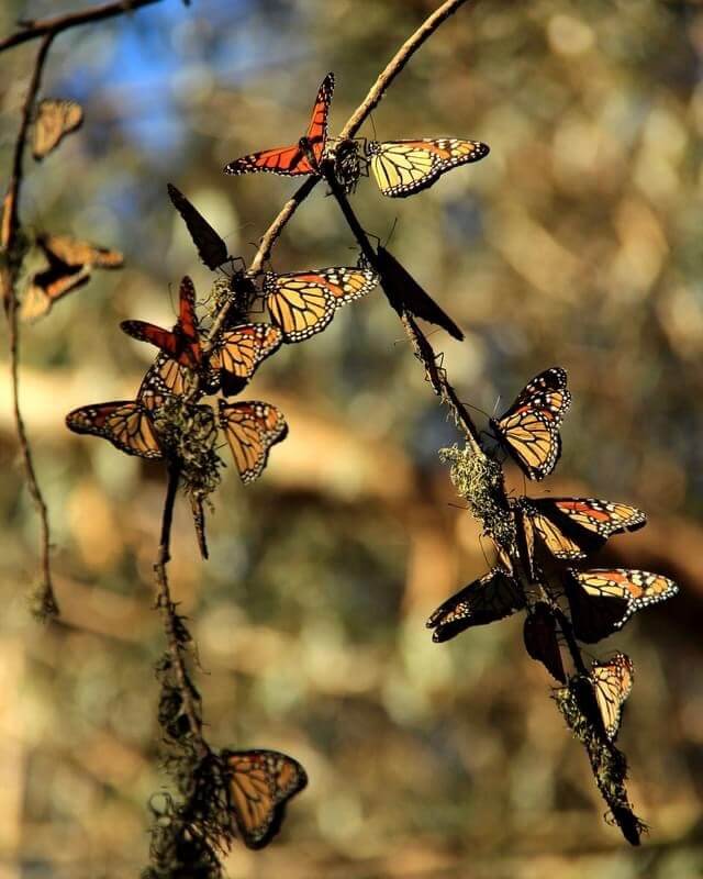 Fun Things to Do in Monterey County This Fall