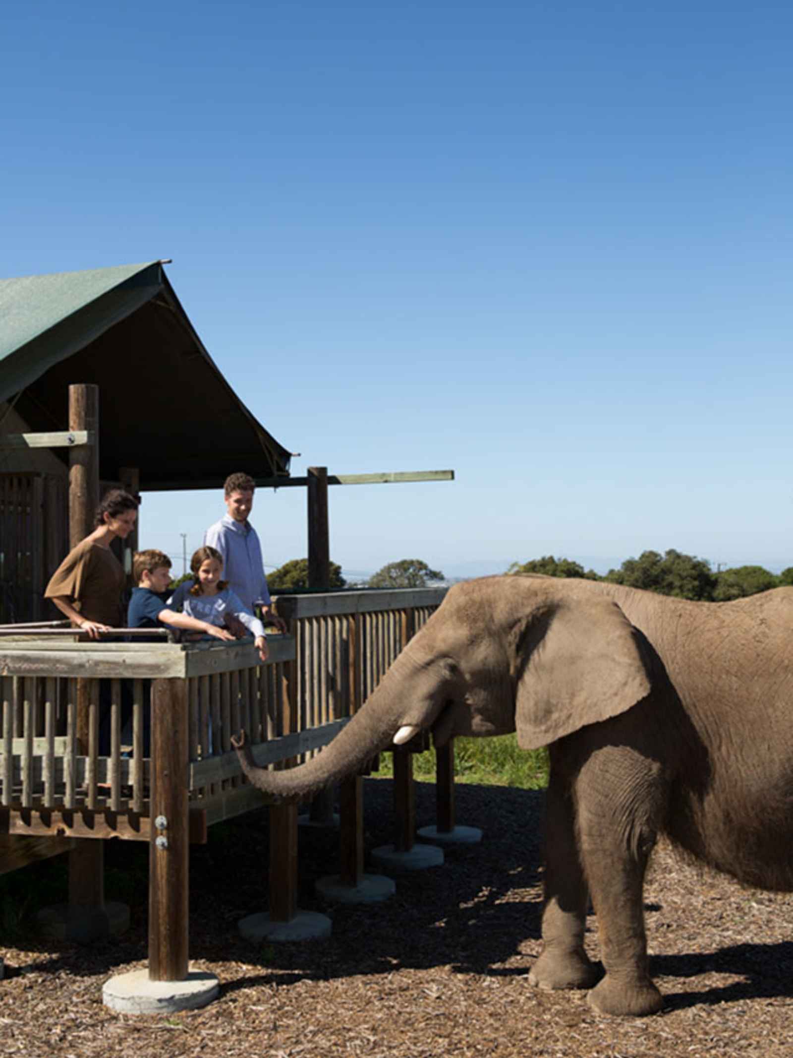 2 Days in Salinas Monterey Zoo & Vision Quest Safari