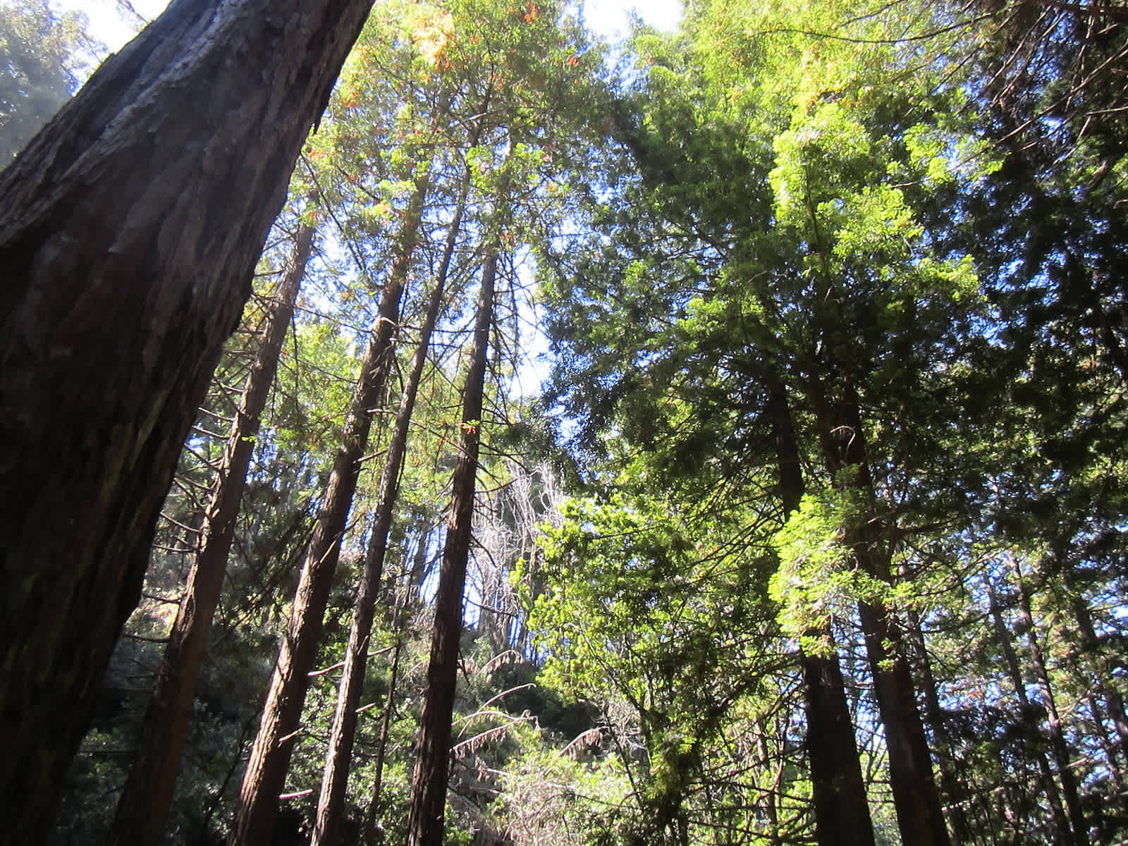Inside Monterey with Justin Cogley of Aubergine Restaurant Limekiln redwoods Big Sur