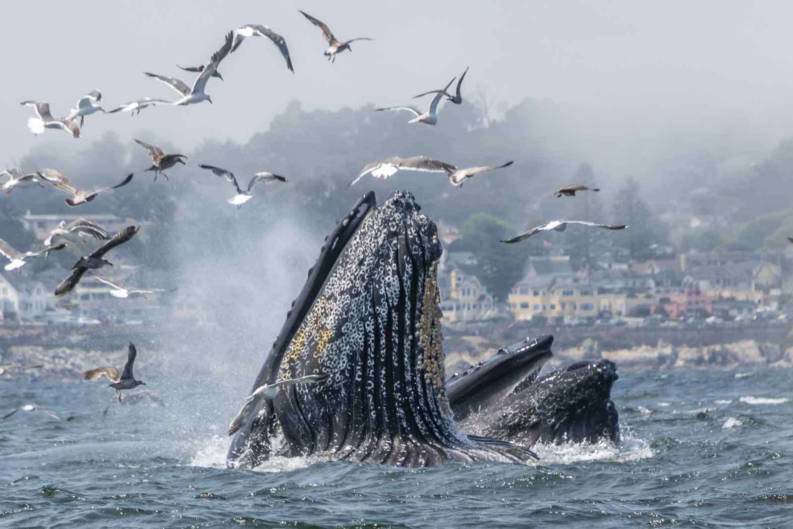 A Visitor's Guide to Marine Protected Areas of the Central Coast A Visitor's Guide to Marine Protected Areas of the Central Coast