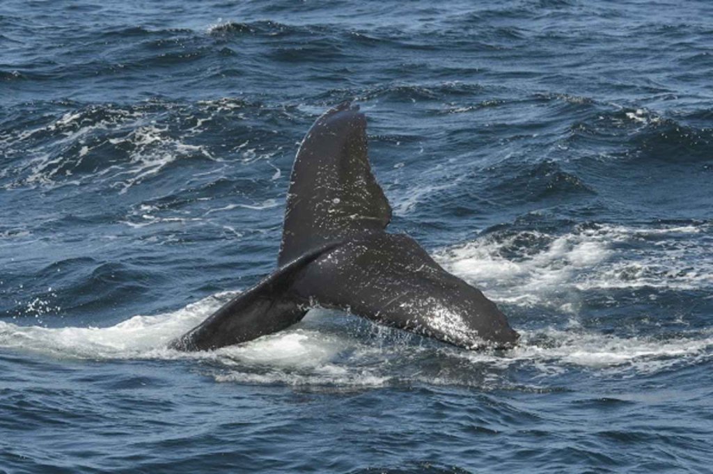 Tail of whale above water in Monterey Bay, CA
