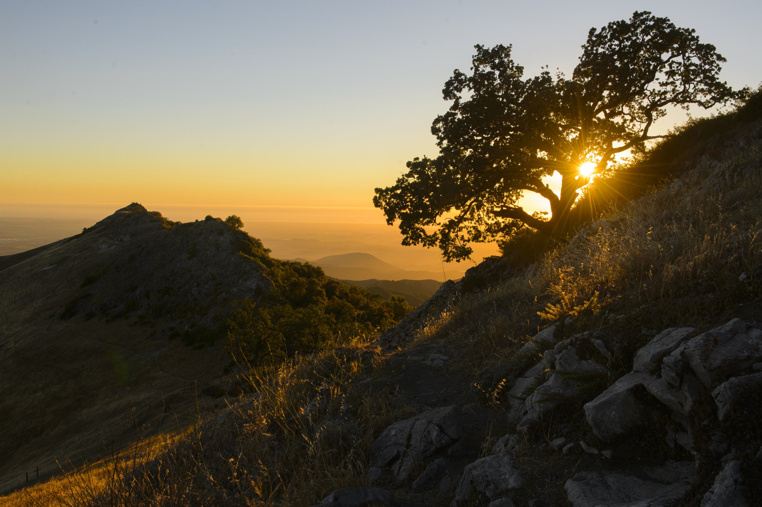 Golden sunset behind an oak tree
