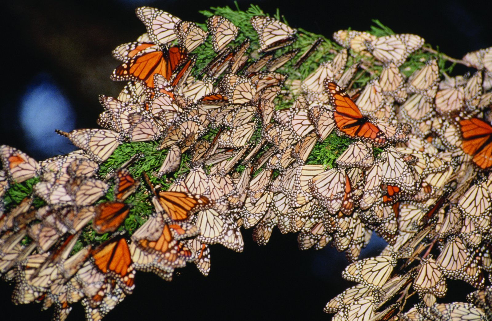 48 Hours in Pacific Grove This is an image of monarch butterflies in Pacific Grove