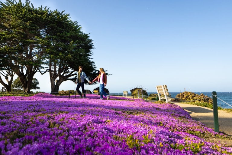 Pacific Grove Monarch Butterfly Sanctuary | See Monterey County, CA