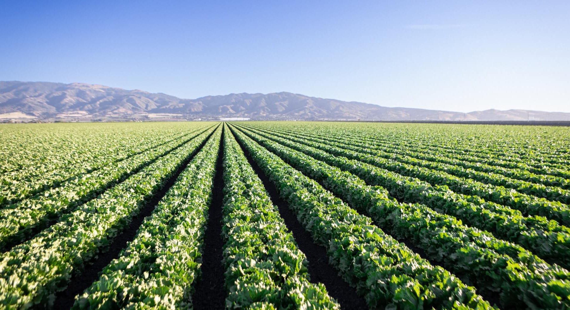 Adventures in Salinas & Salinas Valley