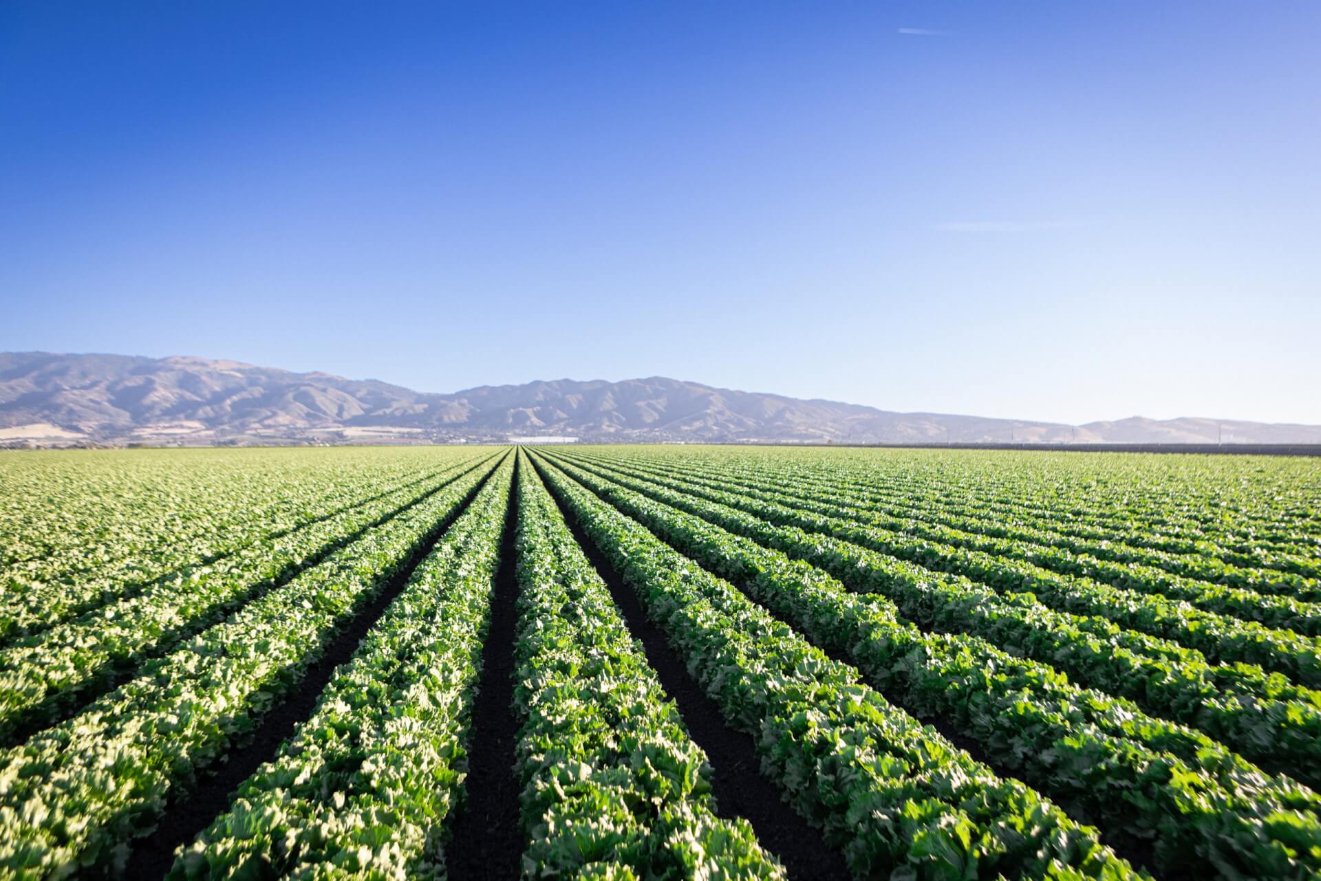Castroville California See Monterey County CA