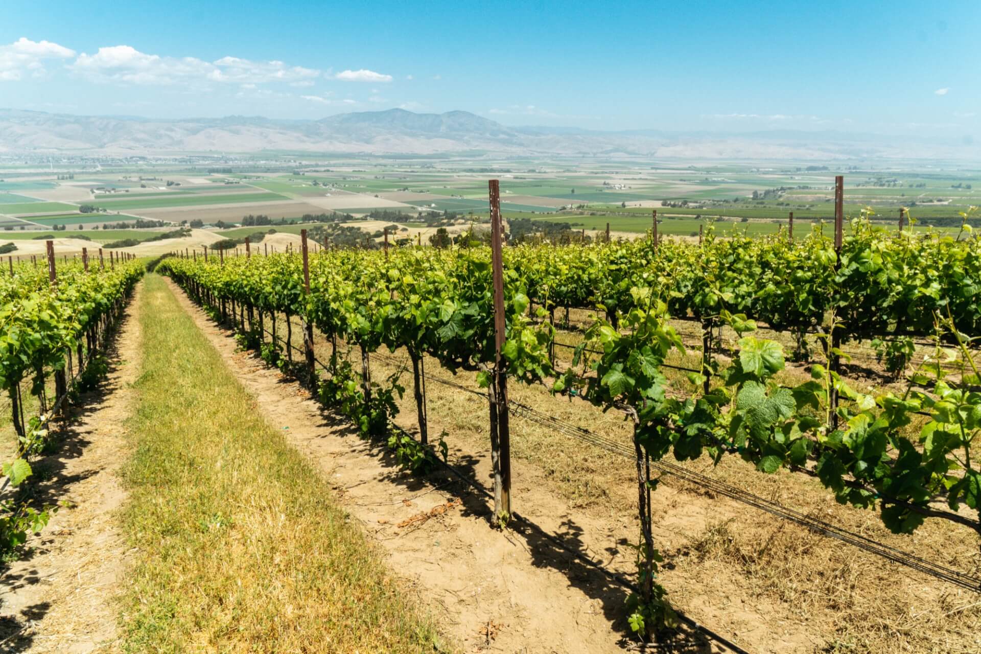 Monterey County Wine Country — Redesign Preview Vineyard rows at Hahn Estate overlooking the Salinas Valley