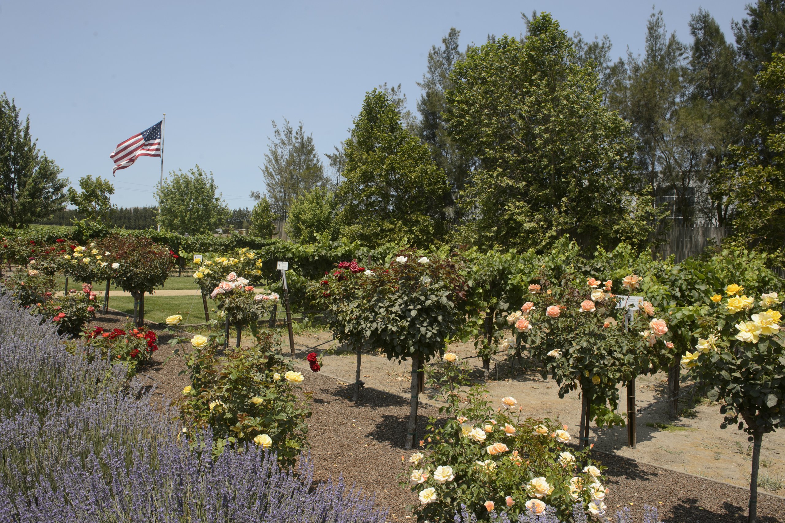 2 Days in Salinas Scheid Winery in Salinas Valley